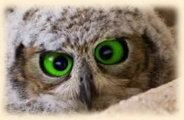 Owl Beauty MD