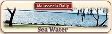 Sea Water and Malassezia